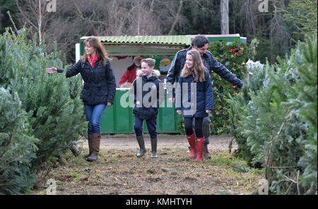 Les familles bénéficiant d'une journée en choisissant leur arbre de Noël à Hagley les arbres de Noël dans le Worcestershire. Banque D'Images
