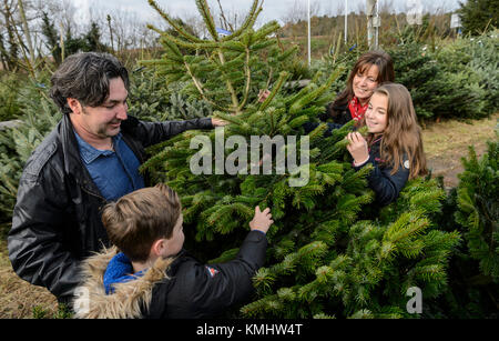 Les familles bénéficiant d'une journée en choisissant leur arbre de Noël à Hagley les arbres de Noël dans le Worcestershire. Banque D'Images