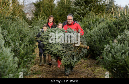 Les familles bénéficiant d'une journée en choisissant leur arbre de Noël à Hagley les arbres de Noël dans le Worcestershire. Banque D'Images