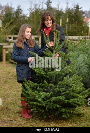 Les familles bénéficiant d'une journée en choisissant leur arbre de Noël à Hagley les arbres de Noël dans le Worcestershire. Banque D'Images