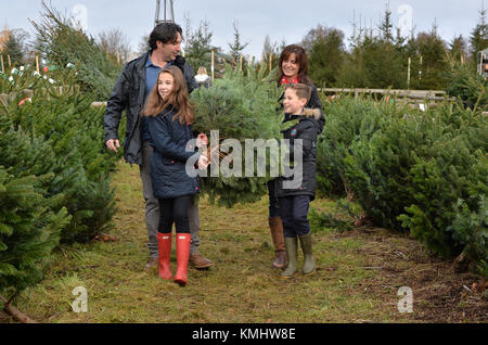 Les familles bénéficiant d'une journée en choisissant leur arbre de Noël à Hagley les arbres de Noël dans le Worcestershire. Banque D'Images