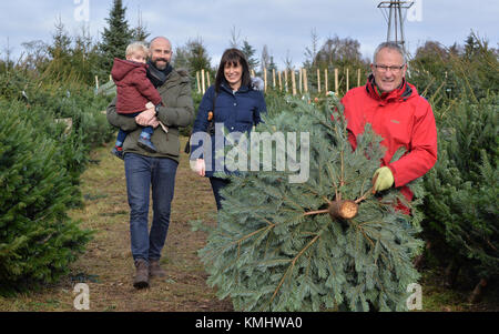 Les familles bénéficiant d'une journée en choisissant leur arbre de Noël à Hagley les arbres de Noël dans le Worcestershire. Banque D'Images