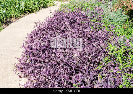 Un chemin à travers le jardin botanique de Will Rogers montrant un lit de Purple Heart fleurs, Juif errant. Oklahoma City, Oklahoma, USA. Banque D'Images