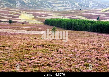 Heather en pleine floraison sur huppée moors à Colnabaichin près de Balmoral en Écosse de la région de Grampian Banque D'Images