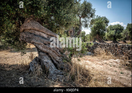 Une spectaculaire olivier torsadée avec stonewall et champs en arrière-plan Banque D'Images