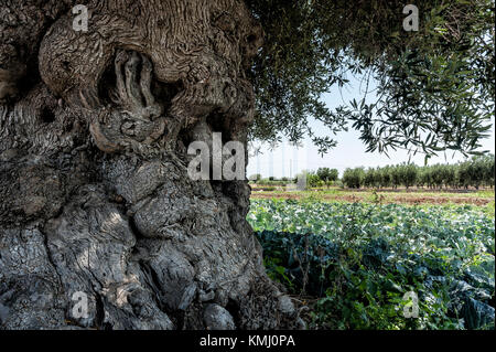 Massive et tortueux cent ans olivier parmi les champs cultivés Banque D'Images