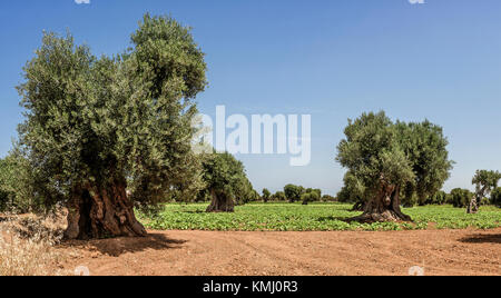 De magnifiques oliviers et champs cultivés Banque D'Images
