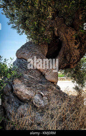 A cent ans de twisted olive tree, Close up Banque D'Images