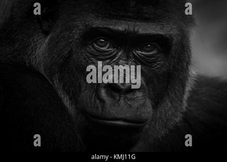 Portrait de gorille en Cantabrie, de cabarceno. Banque D'Images