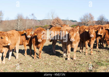 Troupeau de vaches de boucherie Limousin brun, le bétail, les bovins dans un pâturage sec de l'hiver à la caméra à curieusement permanent Banque D'Images