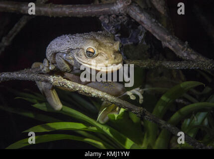 World's biggest rainette cubaine la nuit .la rainette cubaine osteopilus septentrionalis ( ) . Cuba dans l'habitat naturel Banque D'Images