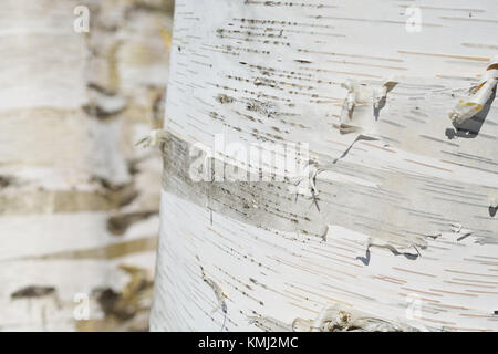 Fond d'écorce de bouleau. tronc Détail montrant la texture lisse, frisée, Peelings et rayures argent, blanc et gris avec motif sur pla Banque D'Images