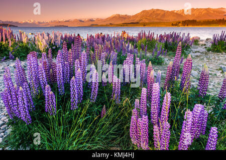 Lupins au Lac Tekapo, Mac Kenzie Pays, la Nouvelle-Zélande. Banque D'Images