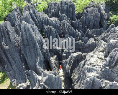 La forêt de rock en rammang-rammang près de maros makassar du sud de Sulawesi - Indonésie. Banque D'Images