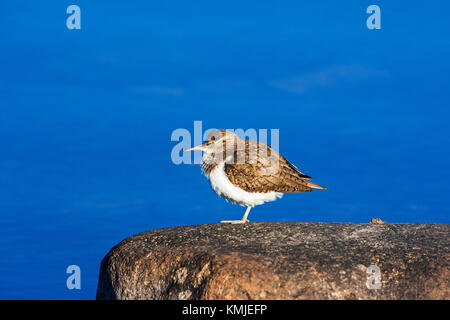 Actitis hypoleucos Common sandpiper perché sur un rocher à côté près de Lochindorb Grantown-on-Spey région des Highlands Scotland UK Banque D'Images