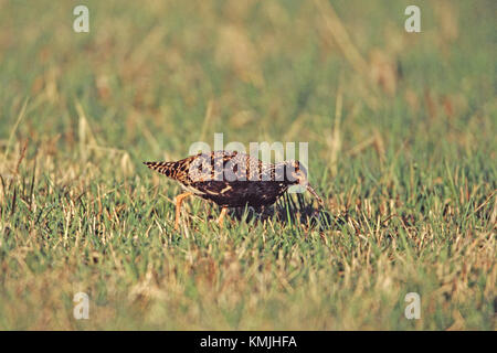 Ruff Philomachus pugnax alimentation mâle in grassy field Vastmanland Suède Septembre 2007 Banque D'Images