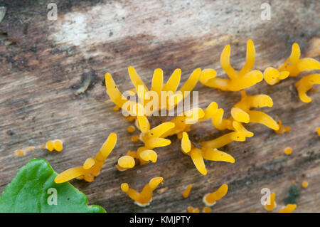 Calocera cornea champignons sur un bois mort, Close up Banque D'Images