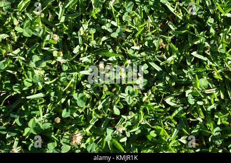 De l'herbe avec clocver prises d'en haut Banque D'Images