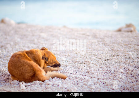 Mignon chien errant sur la plage de White Rock Banque D'Images