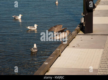 Mouettes sur tapis roulant Banque D'Images