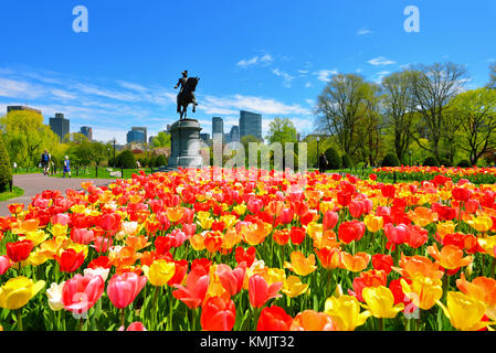 Boston Public Garden et la ville sur une belle journée de printemps. Tulipes colorées planté en masse en face de la statue de George Washington. Banque D'Images