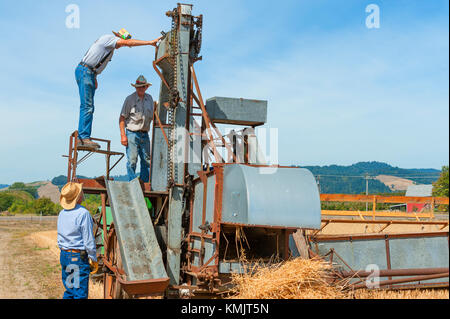 McMinnville, Oregon, USA - 13 août 2016 : les agriculteurs de montrer comment un vieux grain Harvester Works à Yamhill Comté Harvest Festival Banque D'Images