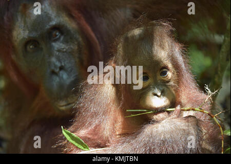 L'orang-outan bébé . le portrait de cub de l'orang-outan (pongo pygmaeus). green krone d'arbres.rainforest de Bornéo, Indonésie.