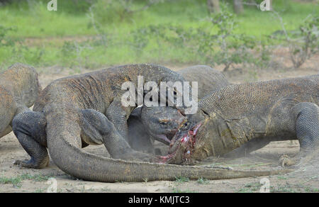 Le dragon de Komodo dragons lutte pour la proie. le dragon de Komodo, Varanus komodoensis, est le plus grand lézard vivant dans le monde. sur l'île rinca. indonesi Banque D'Images