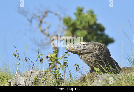 Portrait de le dragon de Komodo (Varanus komodoensis) est le plus grand lézard vivant dans le monde. sur l'île rinca. Indonésie. Banque D'Images