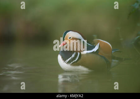 Canard Mandarin Aix galericulata / Mandarinente ( ), coloré drake en robe de reproduction, de repos, de se cacher dans la végétation riveraine, rivière, l'Europe. Banque D'Images