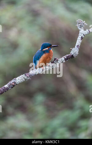 Kingfisher (Alcedo atthis mâle) perché sur une branche Banque D'Images