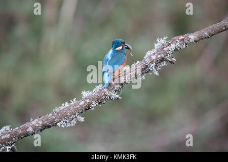 Kingfisher (Alcedo atthis mâle) sur une branche avec un poisson. Banque D'Images