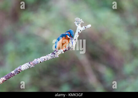 Kingfisher (Alcedo atthis mâle) perché sur une branche d'attente pour la plongée pêche Banque D'Images