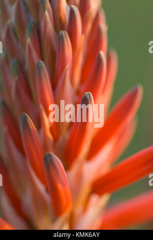 Close up de fleurs sur l'Aloès succulentes. Banque D'Images