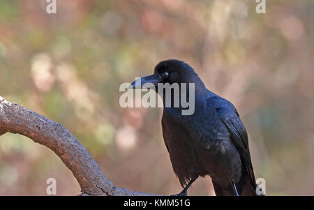 Profil d'une jungle indienne crow (Corvus macrorhynchos) (culminatus) contre un magnifique arrière-plan flou Banque D'Images