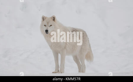 Loup arctique dans la neige Banque D'Images