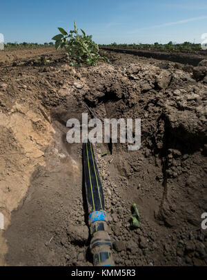 Un système de filtration sable réservoir eaux médias rangées de tomates à l'ranch muller 15 avril 2015 à Woodland, en Californie. (Photo par lance cheung par planetpix) Banque D'Images