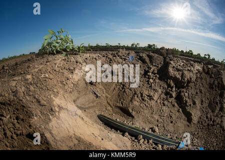 Un système de filtration sable réservoir eaux médias rangées de tomates à l'ranch muller 15 avril 2015 à Woodland, en Californie. (Photo par lance cheung par planetpix) Banque D'Images