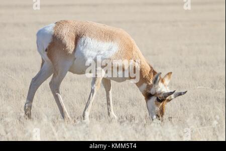 Une antilope d'argent broute au parc national de Yellowstone, le 28 novembre 2017 dans le Wyoming. (Photo de Diane renkin via planetpix) Banque D'Images