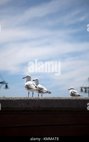 Mouettes sur mur Banque D'Images