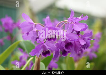 Cattleya bowringiana Banque D'Images