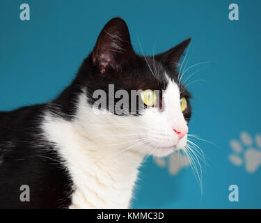 Chat noir et blanc dans la fenêtre naturelle de lumière sur fond bleu turquoise Banque D'Images