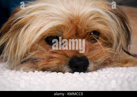 Chiot triste fixant sur une couverture blanche. Portrait Banque D'Images