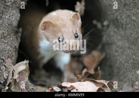 La belette (Mustela nivalis) à la recherche d'un ancien terrier de lapin trou dans le sol avec des feuilles mortes à l'avant-plan. Banque D'Images