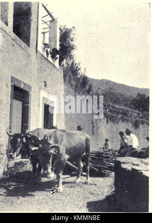 Une photographie de 1909 illustre le processus de transport de la canne à sucre, mettant en valeur les pratiques agricoles de l'époque. Cette image donne un aperçu du travail et des méthodes utilisées dans la production de sucre au début du XXe siècle. Banque D'Images