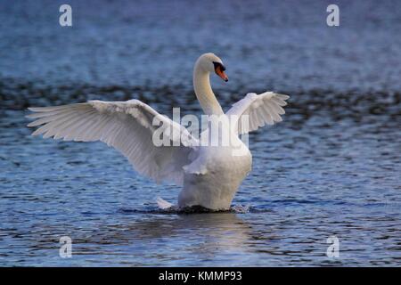 Un regal Cygne tuberculé Cygnus olor battant des ailes sur un lac bleu en hiver Banque D'Images