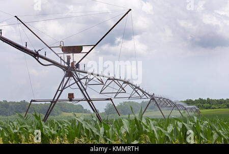 Système d'irrigation agricole d'arroser un champ de maïs Banque D'Images