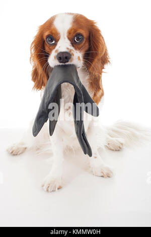 Coupable face de chien.Cavalier King Charles Spaniel chien photo. Beau mignon chien chiot cavalier blanc isolé sur fond de studio. Photos animaux formés pour chaque concept. Banque D'Images