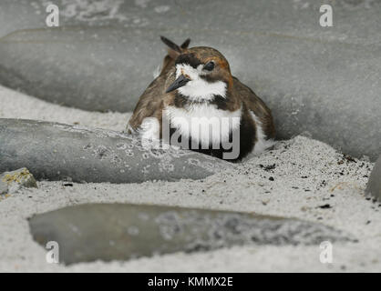 Deux-banded Plover (Charadrius falklandicus) sur son nid, îles Falkland Banque D'Images