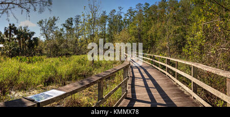 Chemin de promenade au sanctuaire swamp tire-bouchon de Naples, en Floride par étang de cyprès Taxodium distichum nutans var. Banque D'Images